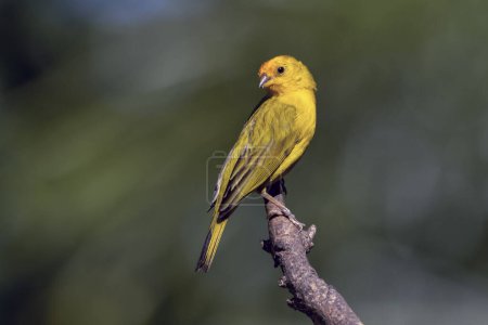 Photo for A male of Saffron Finch also known as Canario or Chirigue Azafranado is a yellow bird typical of Brazil. Species Sicalis flaveola. Birdwatcher.  Bird lover. Birding. Yellow bird. - Royalty Free Image