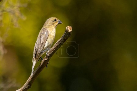 Photo for A female of Double-collared Seedeater also know as Coleirinho perched on the branch. Species Sporophila caerulescens. Birdwatching. Birding. Bird lover. - Royalty Free Image