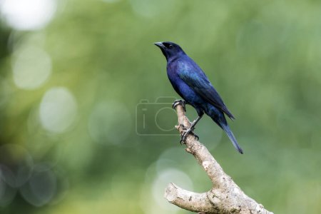 Photo for The Shiny Cowbird also Know as Chupim or Mirlo. All the beauty and the presence of the most typical black bird in Brazil. Species Molothrus bonariensis. Birdwatcher. Birding - Royalty Free Image