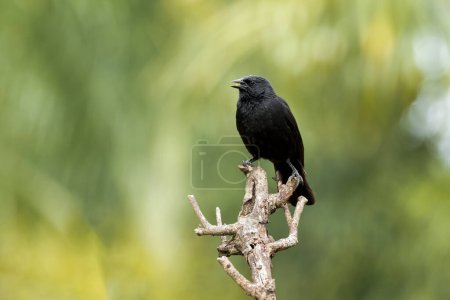 Téléchargez les photos : The Chopi Blackbird also know Grauna perched on the branch. Species Gnorimopsar chopi. Animal world. Birdwatching. Birding - en image libre de droit