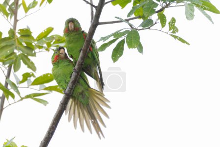 Photo for A couple of White-eyed Parakeet also know Maritaca perched on a branch. Species Psittacara leucophthalmus. Colored feathers. animal world. bird lover. birding. Birdwatcher. - Royalty Free Image