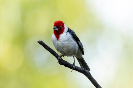 Foto de Un cardenal de capucha roja también conocido como Cardeal encaramado en las ramas de un árbol. Species Paroaria dominicana. Mundo animal. Observando aves. Pajarito - Imagen libre de derechos