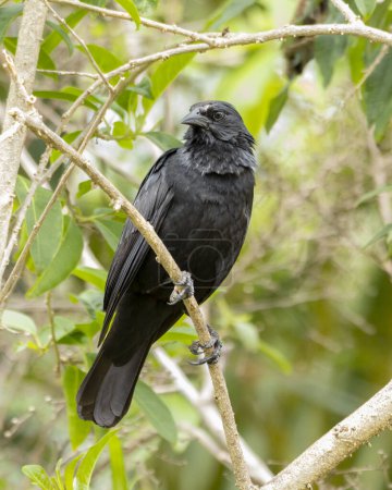 Téléchargez les photos : The Chopi Blackbird also know Grauna perched on the branch. Species Gnorimopsar chopi. Animal world. Birdwatching. Birding - en image libre de droit
