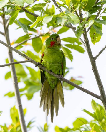 The White-eyed Parakeet also know Maritaca perched on a branch. Species Psittacara leucophthalmus. Colored feathers. animal world. bird lover. birding. Birdwatcher.