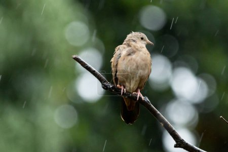A ruddy ground-dove perched on a branch under rain. It is a small tropical dove from Brazil and South American as know as Rolinha. Species Columbina talpacoti. Animal world. Birdwatching. Birding.