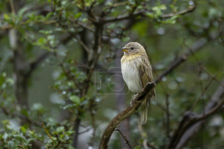 A female of Saffron Finch also known as Canario or Chirigue Azafranado under rain. Species Sicalis flaveola. Birdwatcher. bird lover. Birding. Yellowbird.