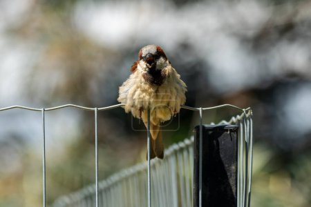 The sparrow also know as Pardal or Gorrion perched on a wire fence. Species Passer domesticus. Animal world. Birdwatching.