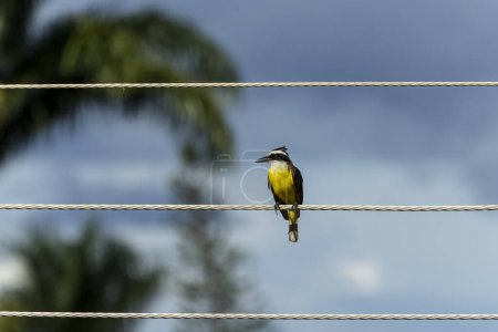 Photo for Urban yellow bird. The Great Kiskadee also know as Bem-te-vi on a rainy day. Species Pitangus sulphuratus. Animal world. Bird lover. Birdwatching. - Royalty Free Image