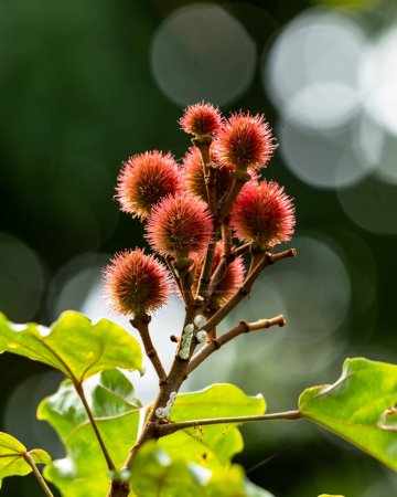 Annato Pflanze kennt man auch als Urucum. Dies ist ein rötlich gefärbtes Gewürz, das vom Baum Bixa Orellana stammt. Gastronomie. Medizin.