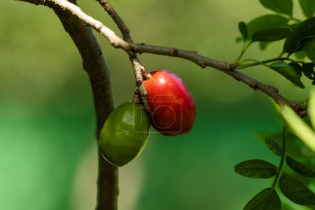 Photo for Fruit of Siriguela or Seriguela or Ciriguela or Ciruela (plum) and Purple mombin on the tree. Species Spondias purpurea. Fruit of Brazilian Cerrado. Gastronomy. - Royalty Free Image