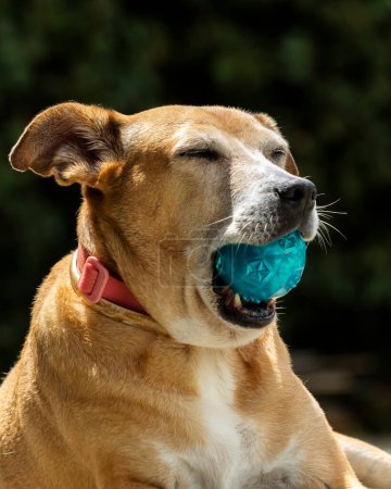 Das Porträt einer älteren Hündin, die ihren blauen Ball beim Sonnenbaden genießt. Tierwelt. Haustierliebhaber. Tiere verteidigen sich. Hundefreund. Senior-Haustier. Alte Dame.