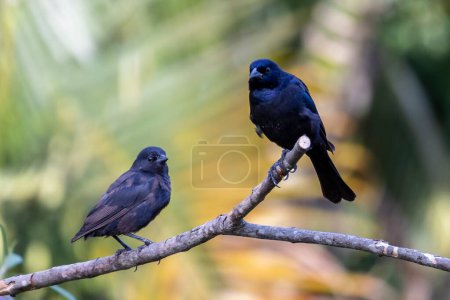 Téléchargez les photos : Un couple de Vacher brillant aussi connu sous le nom de Chupim ou Mirlo. Toute la beauté et la présence de l'oiseau noir le plus typique du Brésil. Espèce Molothrus bonariensis. Observateur d'oiseaux. Oiseaux - en image libre de droit