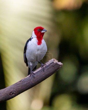 Foto de Un cardenal de capucha roja también conocido como Cardeal encaramado en las ramas de un árbol. Species Paroaria dominicana. Mundo animal. Observando aves. Pajarito - Imagen libre de derechos