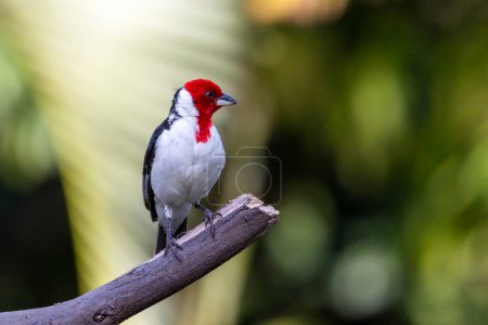 A Red-cowled Cardinal also know as Cardeal perched on the branches of a tree. Species Paroaria dominicana. Animal world. Birdwatching. Birdlover
