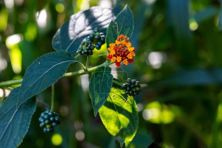 Téléchargez les photos : Une fleur de Lantana camara ou lantana commune dans son environnement naturel dans une forêt tropicale. La nature. Plante. - en image libre de droit