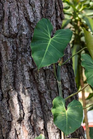 Photo for A Philodendron plant growing along a tree trunk. Nature. - Royalty Free Image