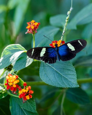 Foto de Heliconius sara es una especie de mariposa heliconida neotropical encaramada en la flor de Lantana camara o lantana común. Naturaleza. Planta. mariposa. - Imagen libre de derechos