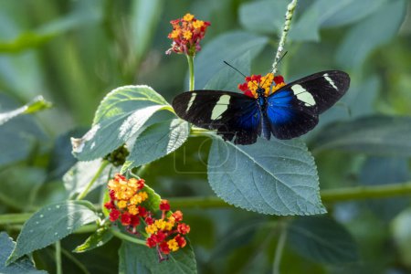 Foto de Heliconius sara es una especie de mariposa heliconida neotropical encaramada en la flor de Lantana camara o lantana común. Naturaleza. Planta. mariposa. - Imagen libre de derechos