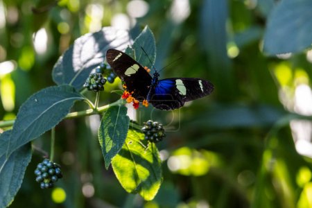 Der Sara-Langflügel (Heliconius sara) ist eine Art neotropischer helikonischer Schmetterling, der auf der Blüte von Lantana camara oder gemeiner Lantana hockt. Die Natur. Pflanze. Schmetterling.