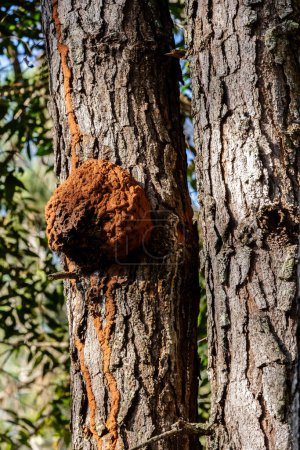 Téléchargez les photos : Termites au-dessus d'un arbre sur la savane dans le centre-ouest du Brésil. Les termites sont des insectes socialement organisés. Arthropode. La vie animale. Nature. - en image libre de droit