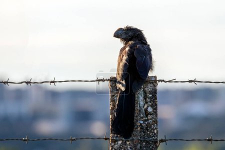 The Smooth-billed Ani also knows as Anu perched on wire fence looking out over the city. Specie Crotophaga ani. Birdwatching. Animal World. Bird lover.