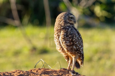 Photo for A Burrowing Owl or Luck owl on top of a termite mound. Species Athene Cunicularia. The big yellow eyes of american owl. Bird lover. Birdwatching. Birding. - Royalty Free Image