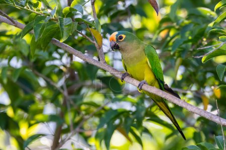 Photo for A Peach-fronted Parakeet also know as Periquito-rei perched on a branch in the middle of the woods. Species Eupsittula aurea. Animal world. Bird lover. Birdwatching. Birding. - Royalty Free Image