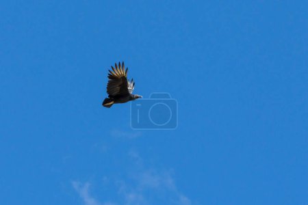 Téléchargez les photos : Vautour noir américain également connu sous le nom Urubu voler dans le ciel bleu. Espèce Coragyps atratus. Le vautour du Nouveau Monde. Le monde animal. Observation des oiseaux. Oiseaux - en image libre de droit