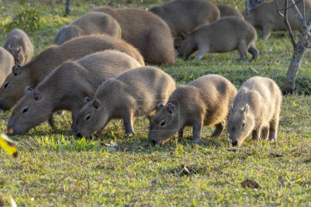 Téléchargez les photos : Un champ avec de nombreux jeunes capybaras broutant. Le capybara est le plus grand rongeur du monde. Espèce Hydrochoerus hydrochaeris. La faune. Cerrado Amoureux des animaux. - en image libre de droit