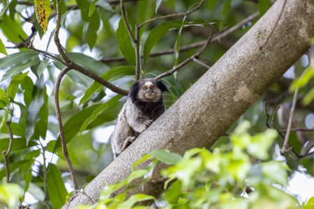 Téléchargez les photos : Le singe sur l'arbre. Le Marmoset à touffes noires aussi connu sous le nom de Mico-estrela est un singe typique du centre du Brésil. Espèce Callithrix pénicillata. Amoureux des animaux. - en image libre de droit