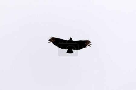 Téléchargez les photos : Silhouette de vautours noirs américains également connu sous le nom Urubu volant. Espèce Coragyps atratus. Le vautour du Nouveau Monde. Le monde animal. Observation des oiseaux. Oiseaux - en image libre de droit