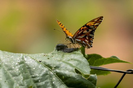 Téléchargez les photos : Un papillon Passion est un papillon orange vif de la famille des Nymphalidae. Espèce Dione Vanillae. La nature. Monde animal. - en image libre de droit