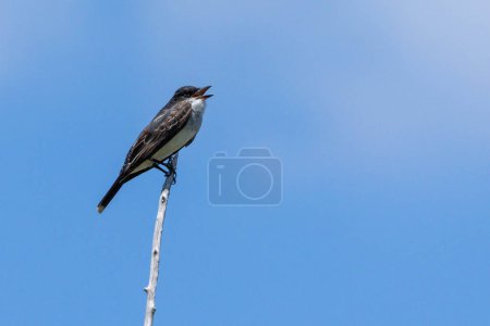 Photo for An Eastern Kingbird perched on a branch. Species Tyrannus tyrann - Royalty Free Image