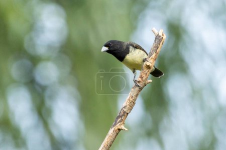 Photo for Male of Yellow-bellied Seedeater also know as Baiano perched on a tree branch in a forest. Species Sporophila nigricollis. Bird lover. Birdwatching. Birding. - Royalty Free Image
