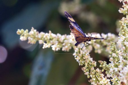 Téléchargez les photos : Actinote pellenea également connu sous le nom de papillon à pattes de brosse perché sur la fleur dans la forêt. La nature. Monde animal. - en image libre de droit