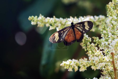 Téléchargez les photos : Actinote pellenea également connu sous le nom de papillon à pattes de brosse perché sur la fleur dans la forêt. La nature. Monde animal. - en image libre de droit