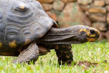 Foto de La tortuga de patas rojas también conocida como Jabuti-pitanga es una especie de tortuga del norte de Sudamérica. Especie Chelonoidis carbonarius. Amante de animales. Mundo animal. Tortuga. - Imagen libre de derechos