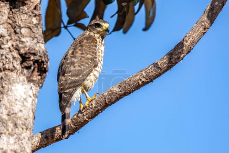 The Roadside Hawk also know as Gaviao-carijo perched in the wood. Species Rupornis magnirostris. animalworld. bird lover. Birdwatching. hawk hunting.