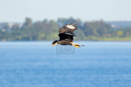 Crested Caracara also know as  Carcara or Carancho flying to hunt. Species Caracara plancus. Animal world. Bird lover. Birdwatching.