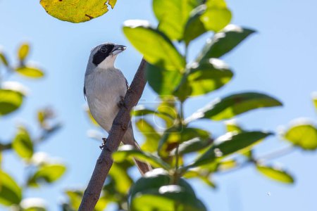 Ein Weißband-Tanager kennt man auch als Cigarra-do-campo, das auf einem Baum thront. Art Neothraupis fasciata. Vogelbeobachtung. Tierwelt. Vogelliebhaber.