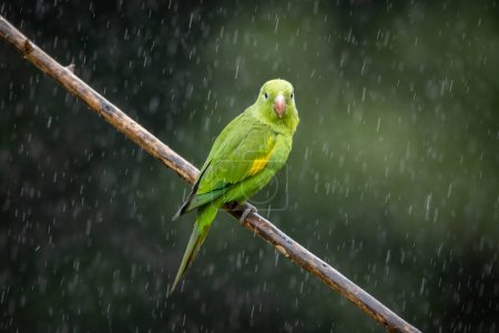 Ein Plain Sittich, auch Periquito genannt, thront auf Zweigen unter Regen. Art Brotogeris chiriri. Vogelbeobachtung. Vogelbeobachtung. Papagei.