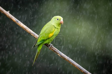 A Plain Parakeet also know as Periquito perched on branch under rain. Species Brotogeris chiriri. Birdwatching. Birding. Parrot.