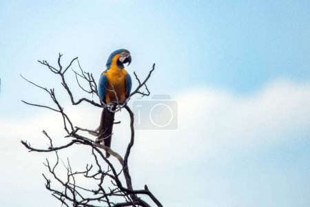 Ein blauer und gelber Ara thront auf einem Ast. Die Art Ara ararauna ist auch als Arara Canide bekannt. Er ist der größte Papagei Südamerikas. Vogelbeobachtung. Vogelliebhaber.