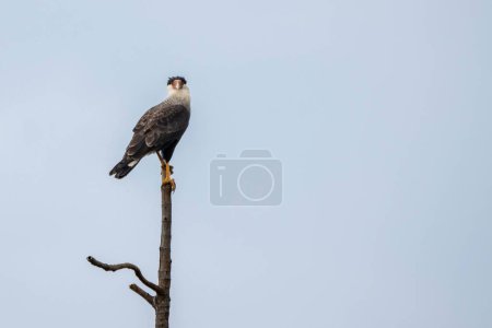 A Crested Caracara also know as Carcara or Carancho hunting perched on a tree in the forest of the cerrrado biome. Species Caracara plancus. Animal world. Birdwatching.  Hawk. Falcon.