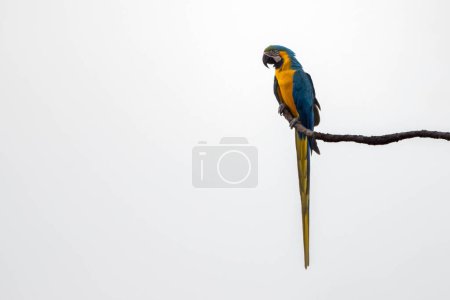 Ein blauer und gelber Ara thront auf einem Ast. Die Art Ara ararauna ist auch als Arara Canide bekannt. Er ist der größte Papagei Südamerikas. Vogelbeobachtung. Vogelliebhaber.