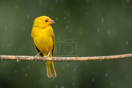 A male of Saffron Finch also known as Canario or Chirigue Azafranado under rain. Species Sicalis flaveola. Birdwatcher. Bird lover. Birding. Yellowbird.