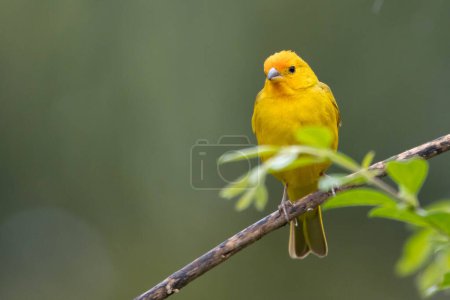 A male of Saffron Finch also known as Canario or Chirigue Azafranado perched on the branch. Species Sicalis flaveola. Birdwatcher.  Bird lover. Birding. Yellow bird.