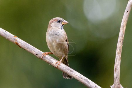 The sparrow also know as Pardal or Gorrion singing perched on the branch. Species Passer domesticus. Animal world. Birdwatching