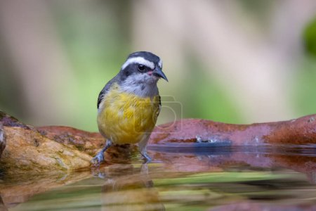 Bananaquit, auch bekannt als Cambacica, badet in einem Trinkbrunnen. Die Art Coereba flaveola. Atemberaubend gelbes Gefieder. Vogelliebhaber. Vogelbeobachtung. Vogelbeobachtung.