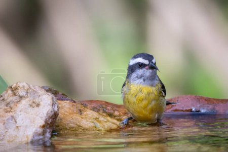 Bananaquit also known as Cambacica bathing in a drinking fountain. Species Coereba flaveola. Stunning yellow plumage. Bird lover. Birdwatching. birding.